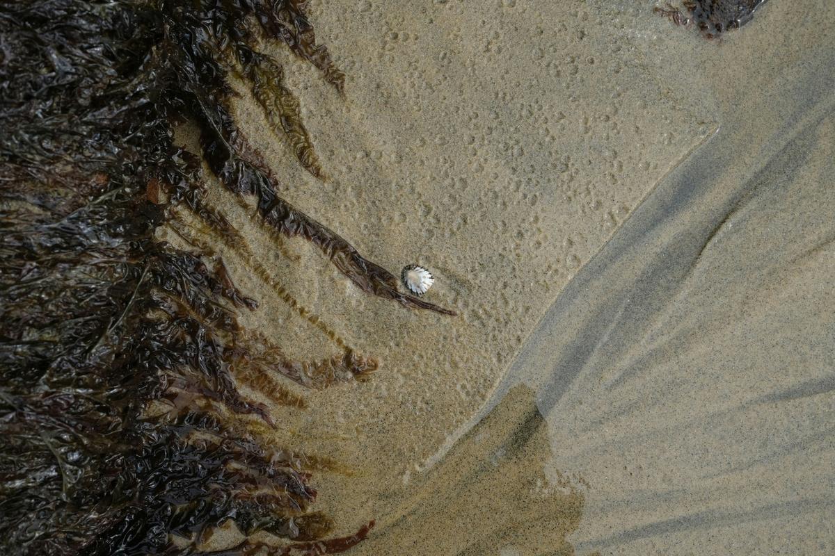 Algues échouées sur le sable, à marée basse