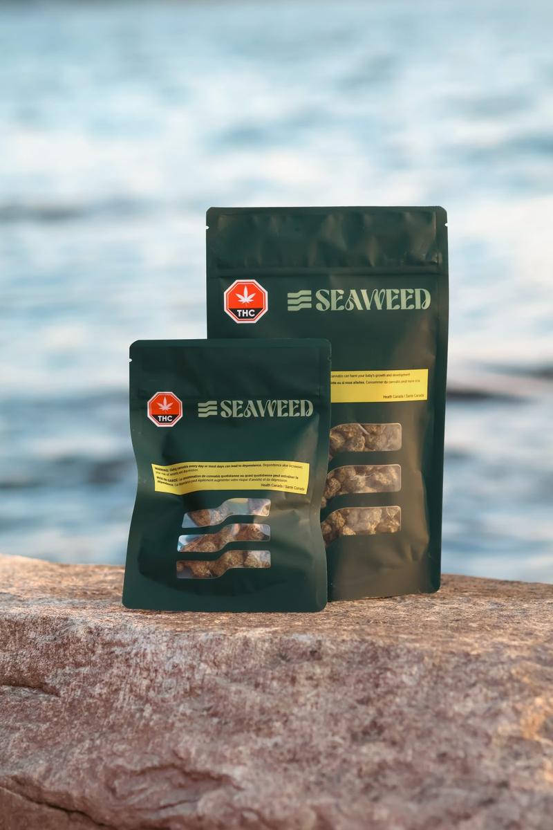Deux pochettes Seaweed sur une roche du rivage