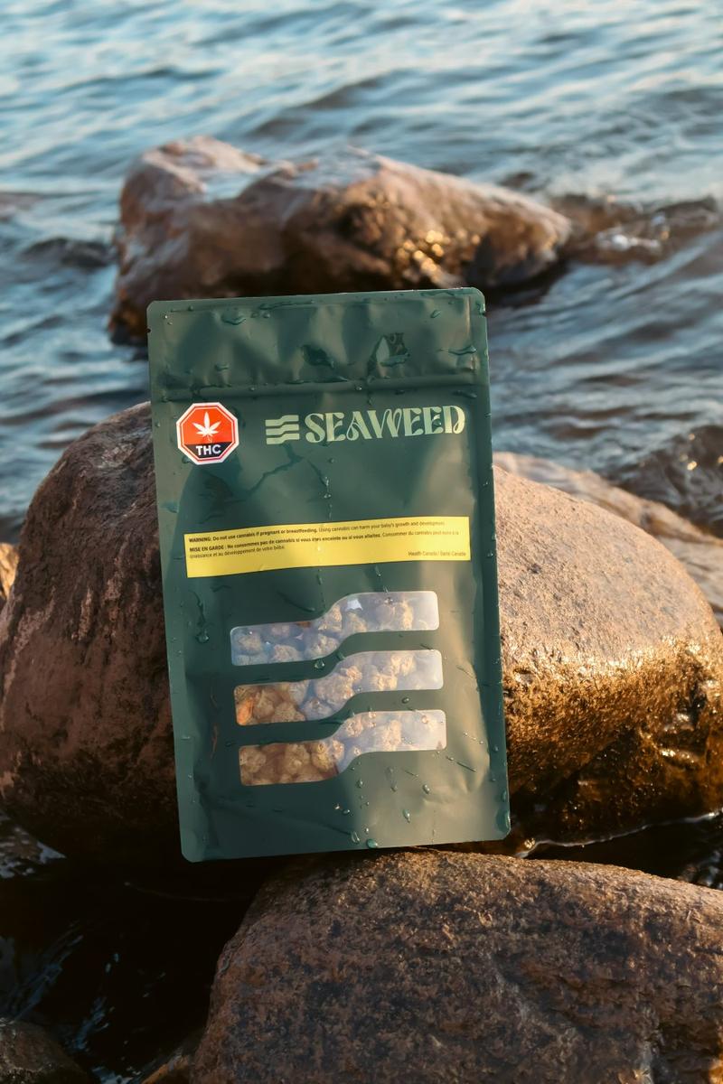 Pochette Seaweed mouillée sur la grève