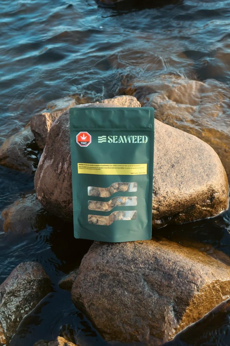 Pochette Seaweed posée sur les roches, au bord de l'eau