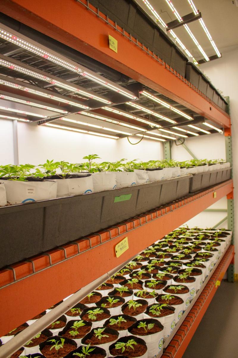 Tables de jeunes plants sous les lampes
