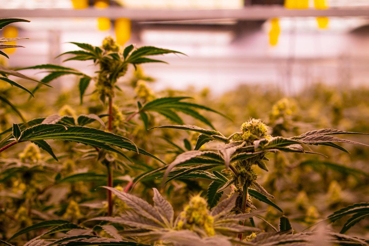 Fleurs en fin de floraison