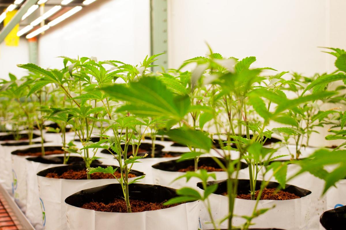 Jeune plant en pot