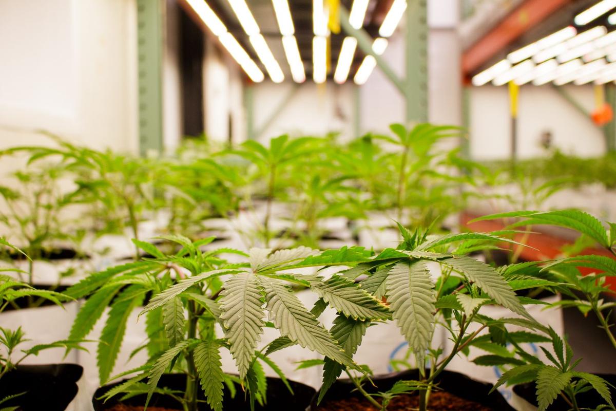 Feuillage sous les lampes de croissance