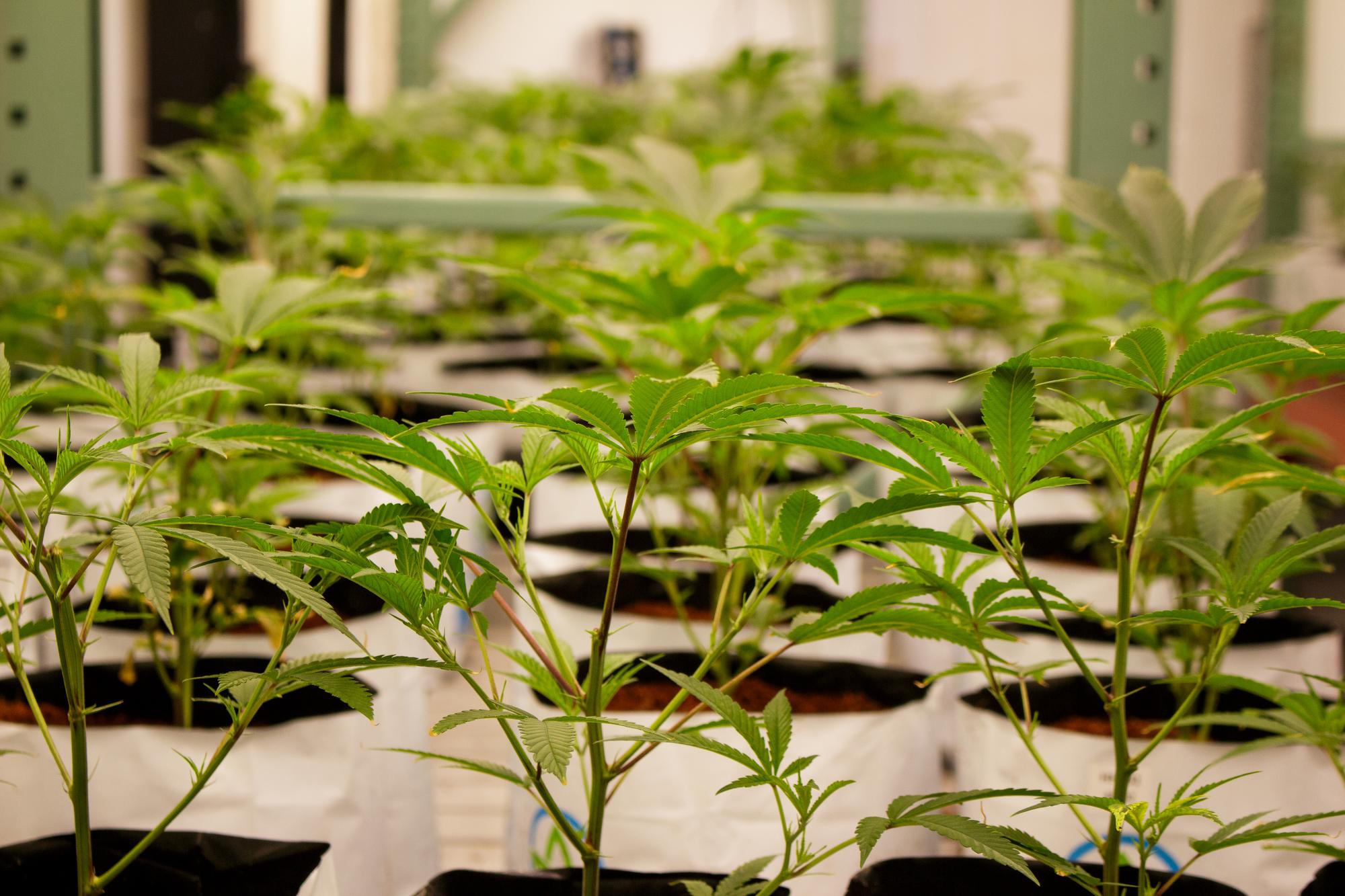 Allée de plants dans la serre