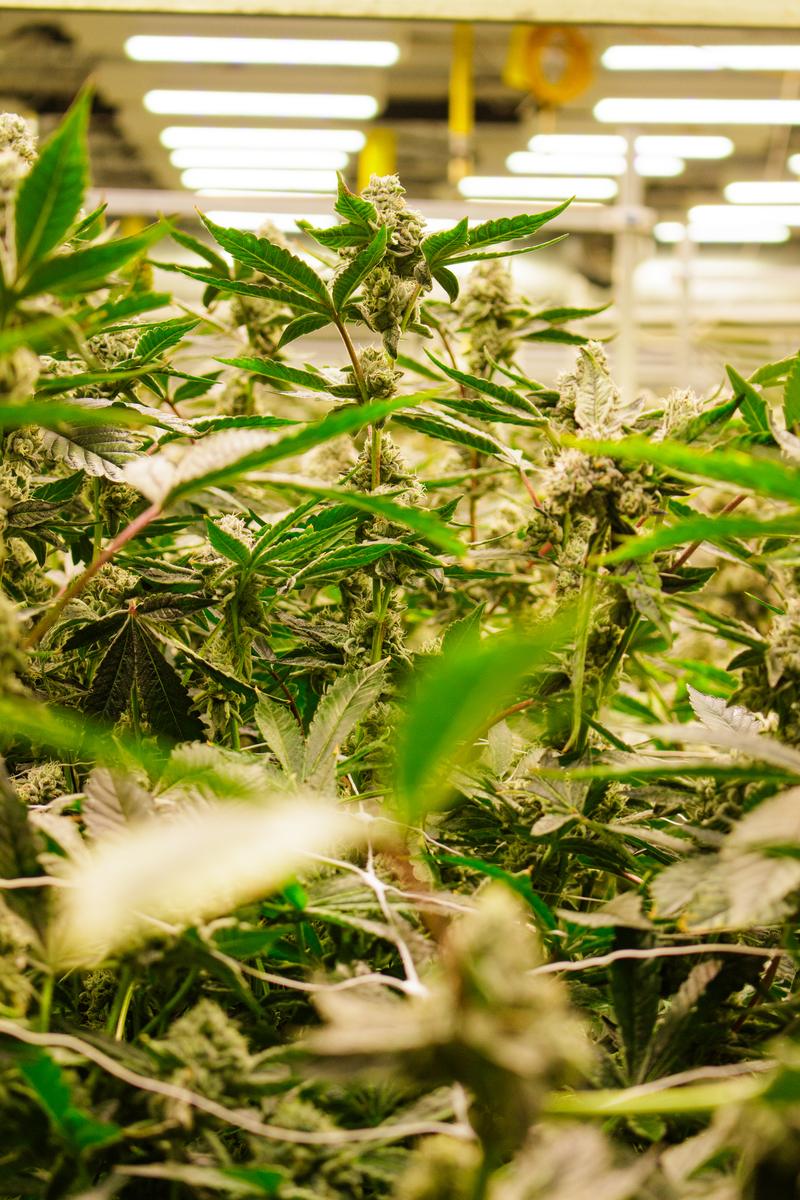 Plants en floraison