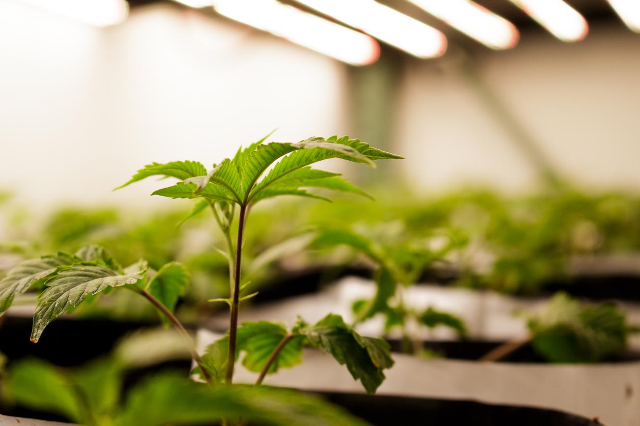 Jeune plant sous les lampes de la serre