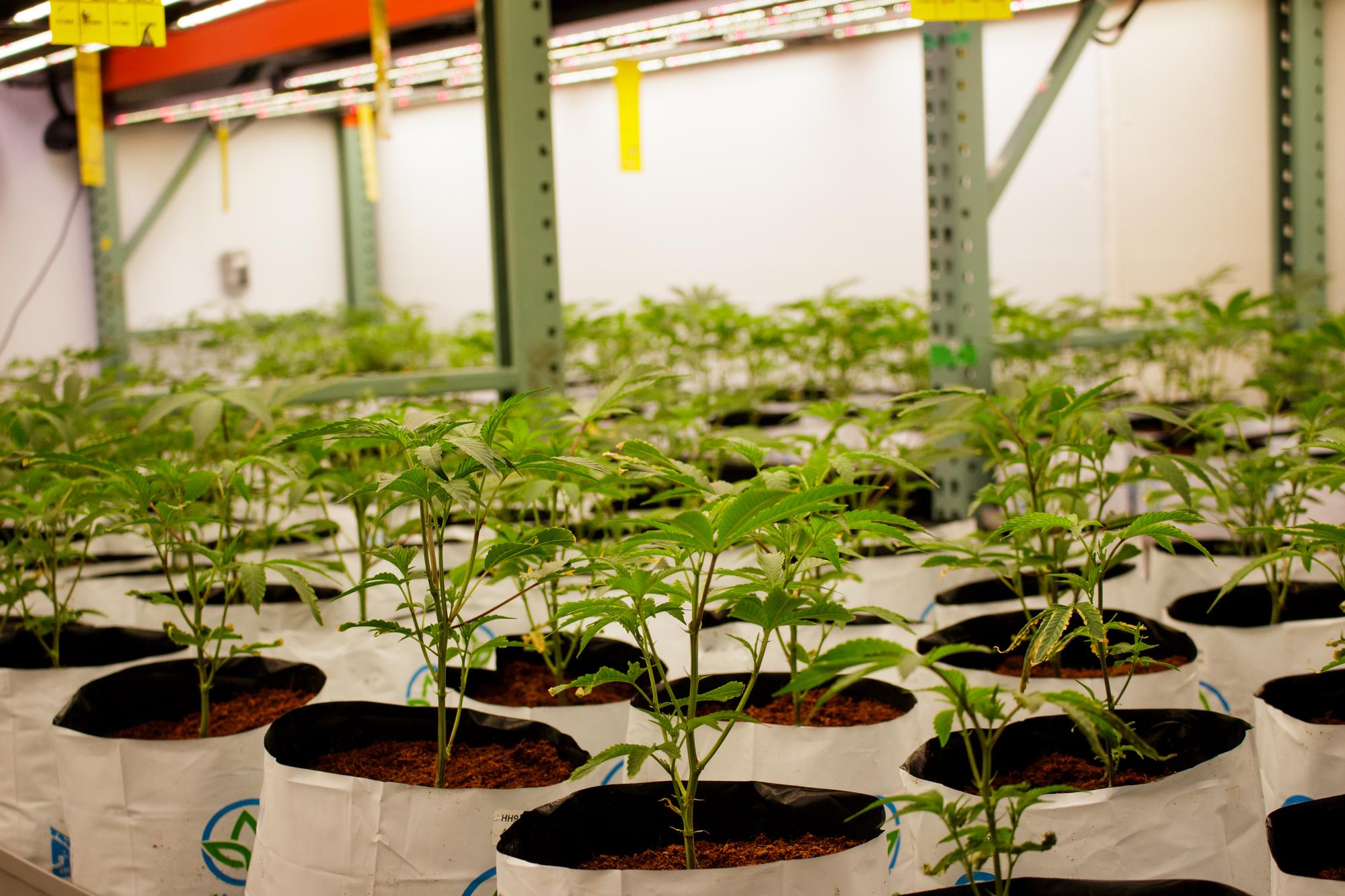 Rangées de jeunes plants dans la serre